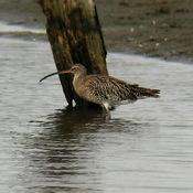 Eurasian Curlew